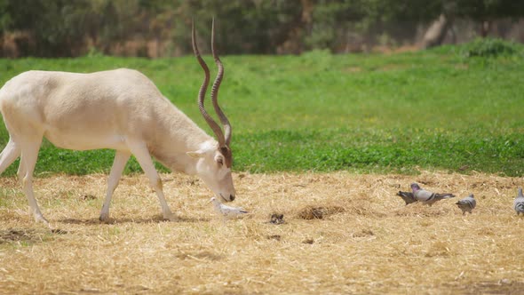 Antelope Addax looking for food