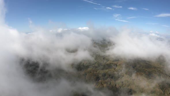 Sabaduri Mountain. Autumn forest. Georgia alt