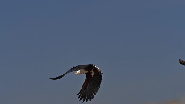 African Fish-Eagle, haliaeetus vocifer, Adult in flight, Fish in Claws, Fishing at Baringo Lake alt