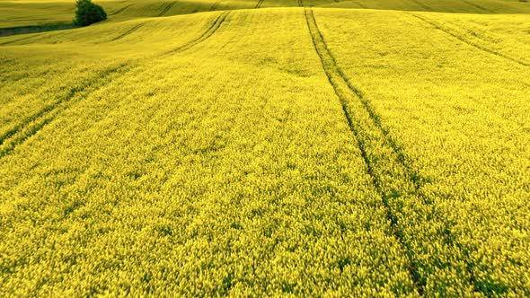 Blooming yellow rape fields. Agriculture in Poland. alt