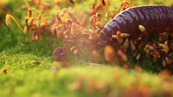 An Earthworm Is a Terrestrial Invertebrate That Belongs To the Class Clitellata alt