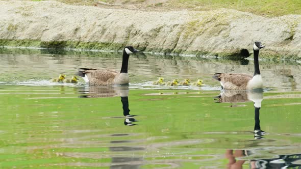 Family of Cute Geese with Their Goslings Swimming Together in the Lake alt