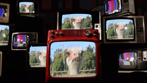 Ostrich Bird on a Zoo and Retro Televisions. 4K.