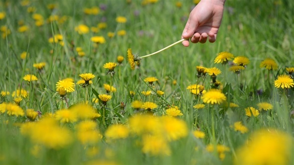 Girl Picking Dandelions