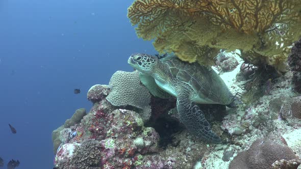 A green sea turtle swimming from a resting position on a coral reef into the blue ocean. alt