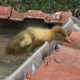 Gosling Trying To Come Out Of The Water - VideoHive Item for Sale