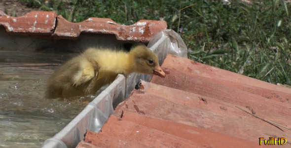 Gosling Trying To Come Out Of The Water