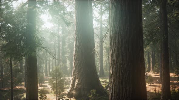 Sunrise in the Sequoias, General Grant Grove, Sequoia National Park alt