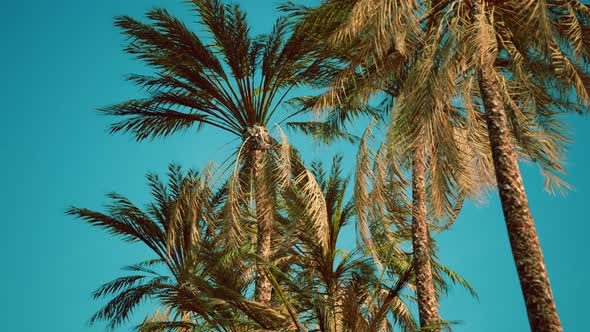 Exotic Tropical Palm Trees at Summer View From Bottom Up to the Sky alt