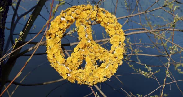 A Large Symbol of Peace Made of Yellow Flowers on a Background of Blue Water alt