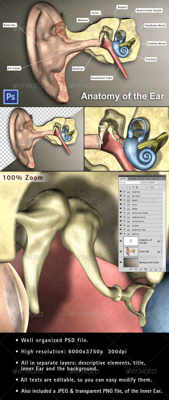 Inner Ear - Miscellaneous 3D Renders