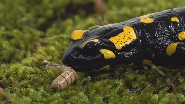 Salamandra Maculosa on Green Moss in White Background alt