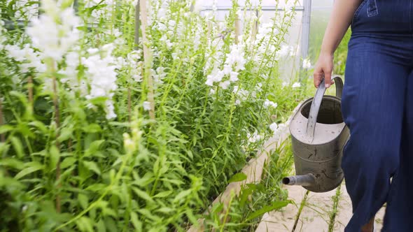 Lady with Can Walks on Path To Water Flowers in Greenhouse