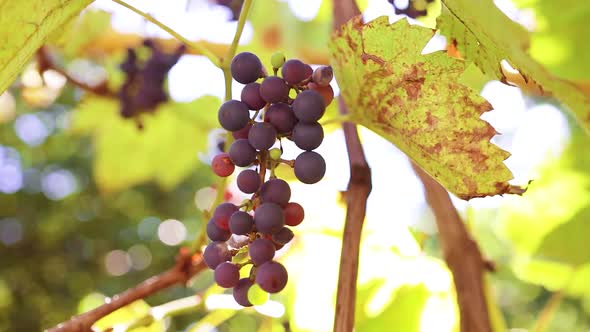 Closeup of Bunches of Ripe Red Wine Grapes on a Vine in Bright Sunlight Selective Focus in Autumn