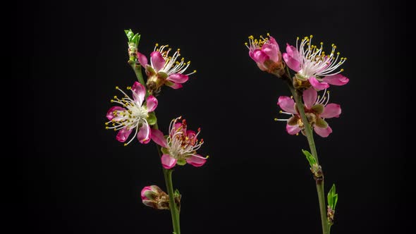 Peach Flower Blossom Timelapse on Black alt