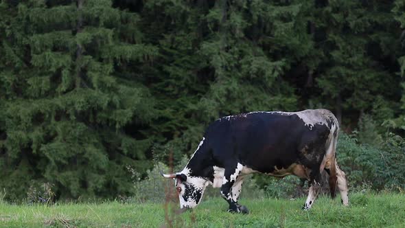 black and white cow grazing on meadow in mountains.