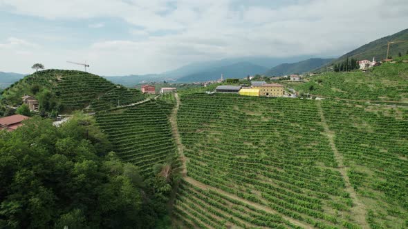Aerial View of Vineyard Fields on the Hills in Italy Growing Rows of Grapes