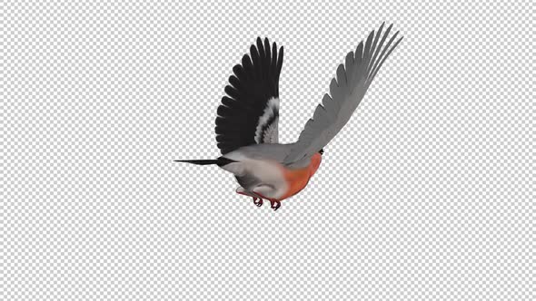 Bullfinch Bird - Flying Loop - Back Angle