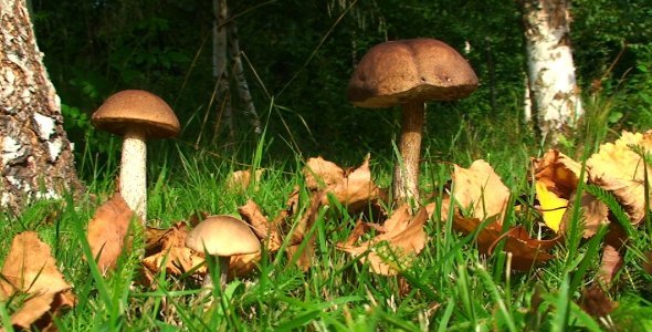 Birch Mushrooms In The Forest, Stock Footage 