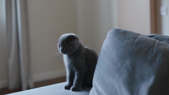 Lopeared British Kittenl Icking Sitting on the Sofa alt