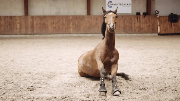 Horse Rising Up From The Sand Of Paddock To Shake And Stand, Stock Footage