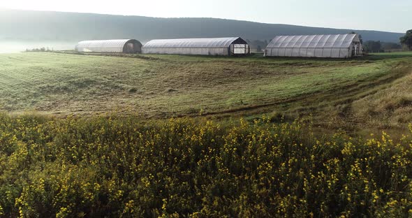 Aerial rising view of wild black eyed susans in a field with greenhouses and farmland beyond in the alt