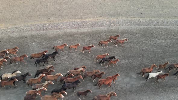 Wild Horses Running alt