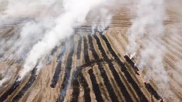 Open burning stray of paddy field alt