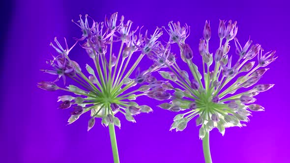 Allium time lapse.