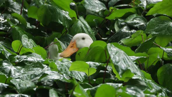 Flower Bed with Plants Under the Rain. Wet Foliage Shining of Raindrops. White Duck Sitiing Among alt