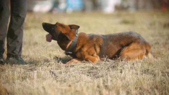 A German Shepherd Dog Rolling Over Led By a Trainer alt
