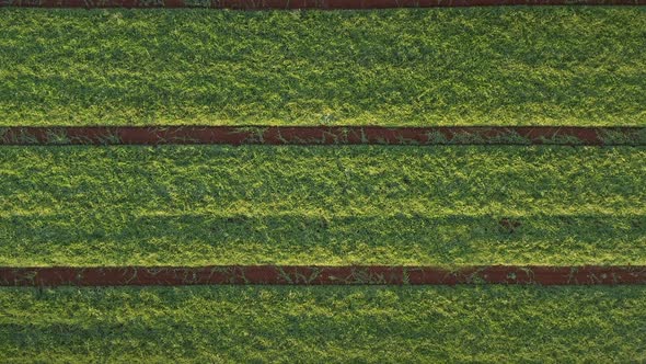Green Field Background Aerial Top Down View