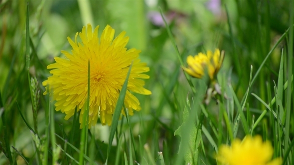 Close-up Fresh Dandelion 