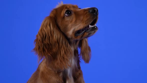 Portrait of a Funny English Cocker Spaniel in the Studio on a Blue Background alt