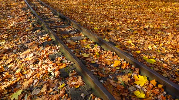 Narrow-gauge railway covered with autumn maple leaves. Railway road. alt