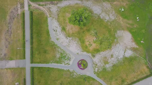 Newlywed People Under Old Tree in Young Park Bird Eye View alt