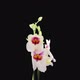 Time-lapse of opening Orchid Miltonia Capitola - VideoHive Item for Sale