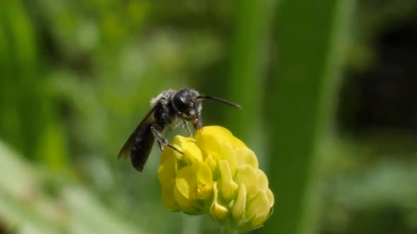 Macro shot of a bee cleaning itself on a yellow clover in slow motion. alt