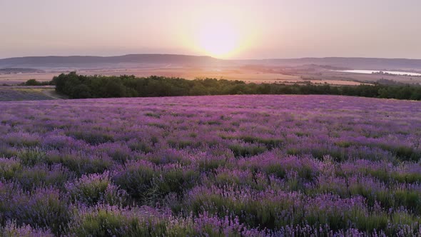 Aerial Nature Landscape Video