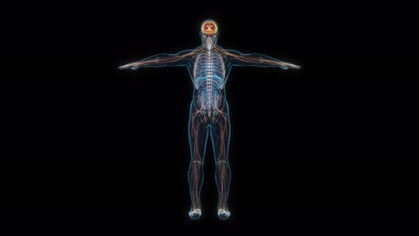 Male nervous system 3d hologram