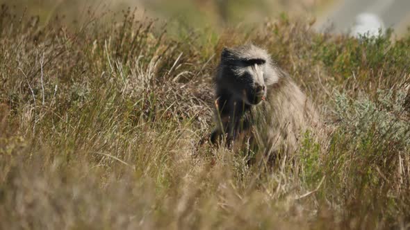 Chacma baboon looking for food in grassland 
