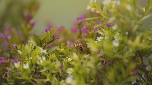 A bee cant find honey alt