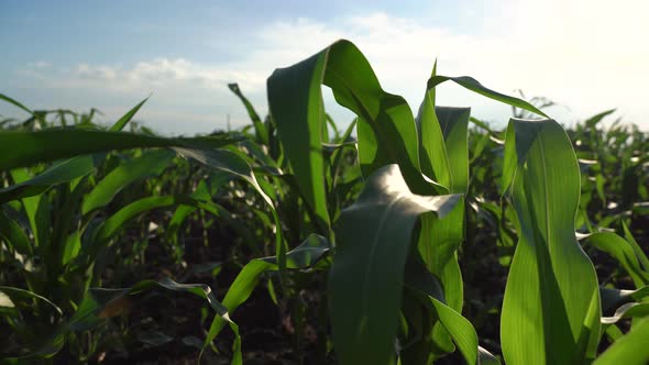 Corn Plantation Agriculture alt