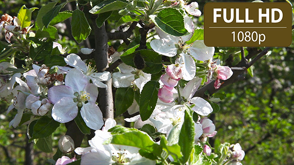 Insects on a Cherry Tree (2-Pack) alt