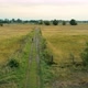 Aerial Long Shot of Young Man Riding Bike on Country Road at Summer Sunset - VideoHive Item for Sale