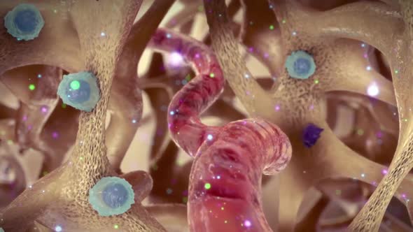 Animated Bone tissue, osteoclast and osteoblast. while Osteoclast are large cell alt