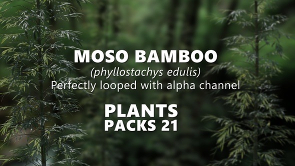 MOSO BAMBOO (phyllostachys edulis) Looped plants