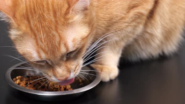Closeup Ginger Cat Eating Cat Food From a Bowl