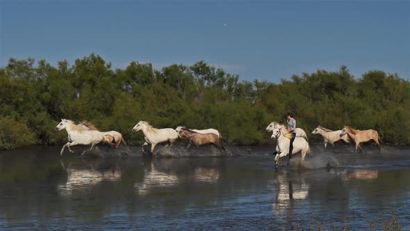 White Camargue horse, Camargue, France alt