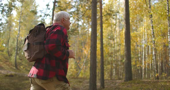 Hiker Is Walking Alone in Picturesque Birch Grove at Autumn, Backpacker Is Strolling Between alt